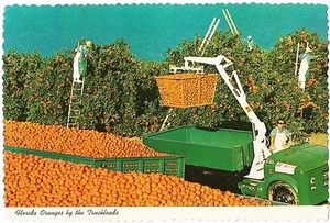 Postal Florida Oranges por Truckload Agricultura COMO NUEVA años 70-90 - Imagen 1 de 1