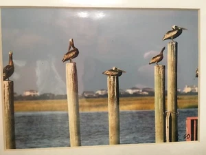 Pelicans Dock Bird 8x10 White Matted 5x7 Photo Art Artist Signed FB Beach Ocean - Picture 1 of 4