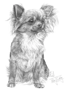Chihuahua Print: Giclee print Fantastic detail, fabulous quality - Picture 1 of 3