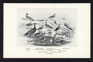 Shore Birds, Sandpiper Snipe American game bird illustration, 1898 hunting print - Picture 1 of 3