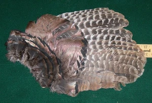 WILD TURKEY "RIGHT SEKUNDARY" WING SECTION Arts Craft Pfeil Gebetsfächer RS4 - Bild 1 von 2