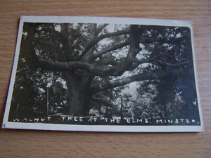 Walnut Tree at the Elms Minster Vintage RP Postcard 1922 - Picture 1 of 2