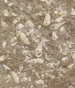 Schnecken, Melania distincta, Tertiär, Eozän, Gánt, Ungarn -m137 - Picture 1 of 4