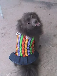 Hundekleid - bunte Streifen und Punkte - S - Bild 1 von 6