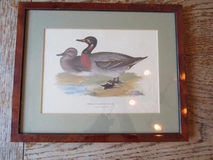 Vintage Numbered Framed Print "Bimaculated Duck" Grafiche Tassotti No 7034 - Picture 1 of 5