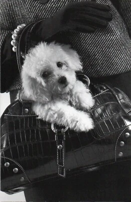 Linda Tarjeta de CUMPLEAÑOS, Cartera de Perro Caniche Blanco Adore Mimado — American Greetings +✉ Foto 1 de 4