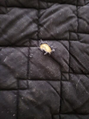 Черный Roma универсальный английский подушечка окрашенный и маленький разрыв цена продажи  - Изображение 1 из 4