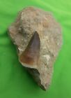 1.9 Inches Mosasaur Teeth Fossilized Mosasaurus tooth in its matrix from Morocco