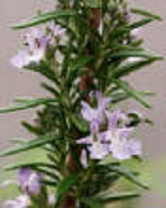 Hardy Rosemary Perennial Herb Starter Plant - Image 1 of 1