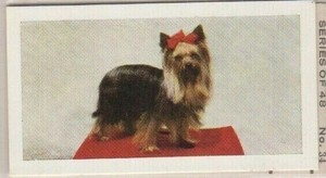 Hornimans Tea Dog Cards 1961. Yorkshire Terrier