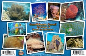 Caribbean Coral Identification Guide Waterproof Card - Picture 1 of 2