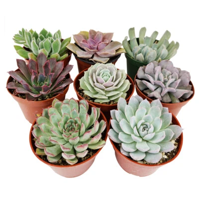 Echeveria Succulent Pack 4" | Set of 2/4/6/8/10 Unique Succulent Plants - Image 1 of 4