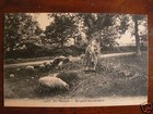 cpa 58 ? bergere morvandelle troupeau mouton metier