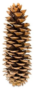 NaDeco Pinus lambertiana 20-30cm | Großer Tannenzapfen | Zapfen der Zuckerkiefer - Afbeelding 1 van 1