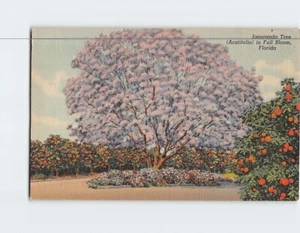 Postcard Jacaranda Tree in Full Bloom Florida USA - Picture 1 of 2