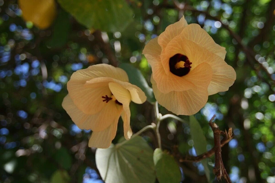 Sea hibiscus - Coast cottonwood - Hibiscus tiliaceus 10+ seeds - Samen - E 339 - Image 1 of 1