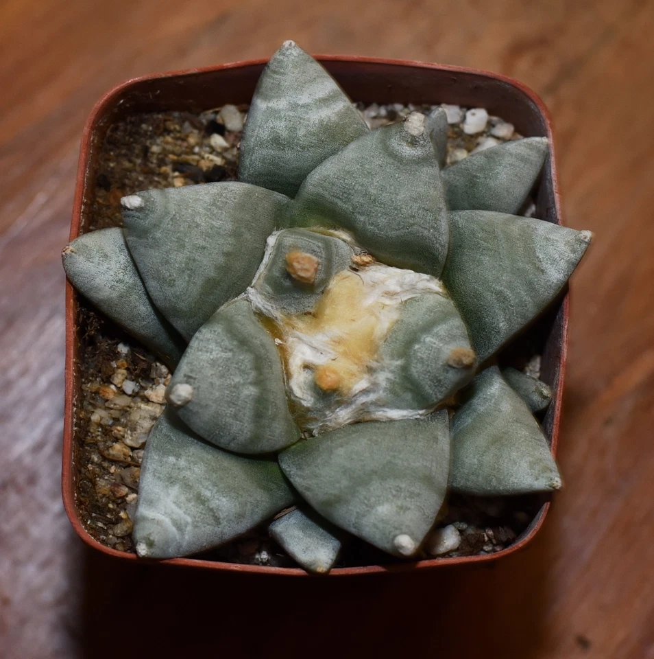 Ariocarpus retusus retusus #6 - Image 1 of 1