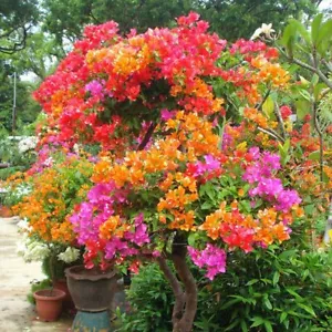 100 Grains Mixed Color Bougainvillea Bonsai Flower Plant - Picture 1 of 9