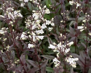 4 x Plug Plants Penstemon digitalis 'Husker Red' Hardy Perennial - Picture 1 of 1
