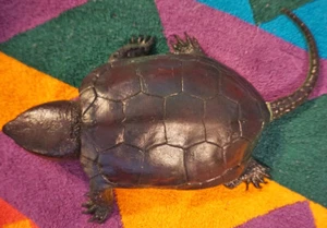 Snapping Turtle Replica - AAA - Realistic PVC - Picture 1 of 6