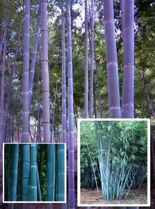 Blauer Bambus Pflanzen für den Garten Teich Teichrand Teichpflanze Teichpflanzen