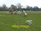 Photo 6x4 Race you to the gate! Langton Green/TQ5439 Sheep in pasture to c2008