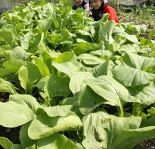 open pollinated seeds : green mustard