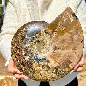 5,59LB Rara conchiglia naturale lucida esemplari fossili del Madagascar - Foto 1 di 13