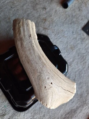 Black Powder / Indian Era Large 5"+ SHED WHITETAIL Horn Bowie KNIFE Grip #44 Wht - Image 1 of 4