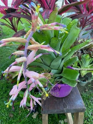 Bromeliad Sale! Billbergia sanderiana (species) - Image 1 of 4
