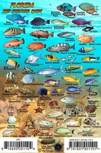 Florida Reef Creatures Guide Waterproof Fish Identification Card 4" x 6" - Imagen 1 de 2