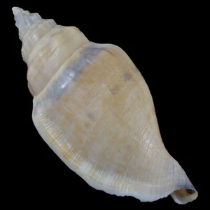 STROMBUS (Canarium) URCEUS Creme (Bohol, Philippinen) 58,4 mm #47297 - Bild 1 von 4