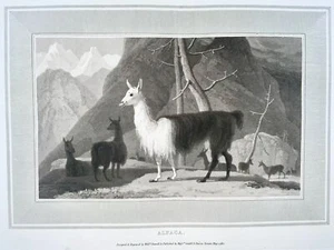 1807 William Daniell, Alpaca, mammal, fine folio aquatint - Picture 1 of 2