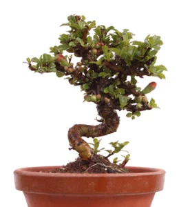 Mame-Bonsai - Chaenomeles japonica 'Chojubai' - Japanische Zierquitte 226/25 - Bild 1 von 4
