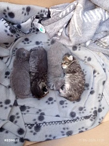 Baby Kitten Korts britshaar - Zdjęcie 1 z 3