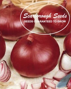 SCARBOROUGH SEEDS Onion, Red Burgundy 300 Seeds Non-GMO | Heirloom | USA - Picture 1 of 4