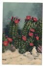 Postcard Blossoming White Sands Cactus New Mexico Unposted Linen Curt Teich 40's