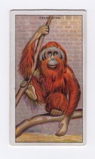 Ardath Animals at the Zoo 1924. #03 Orang-Utan