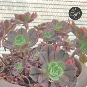 1 esqueje cutting taglio Corte🌱AEONIUM MASCAENSE🌱Cactus succulent COLECCION - Imagen 1 de 2