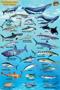 Northwest Coast Ocean & Kelp Creatures Guide Franko Maps Laminated Fish Card 4x6 - Picture 1 of 2