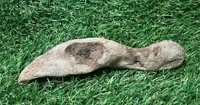 Madera a la deriva natural para acuarios de peces y reptiles, artesanías, paisajes, decoración 7x1x1 Foto 1 de 4