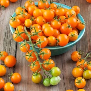 Sungold Tomato Seeds / Sun Gold Tomato Seeds (F1) | Non-GMO | Free Shipping 1030 - Picture 1 of 1