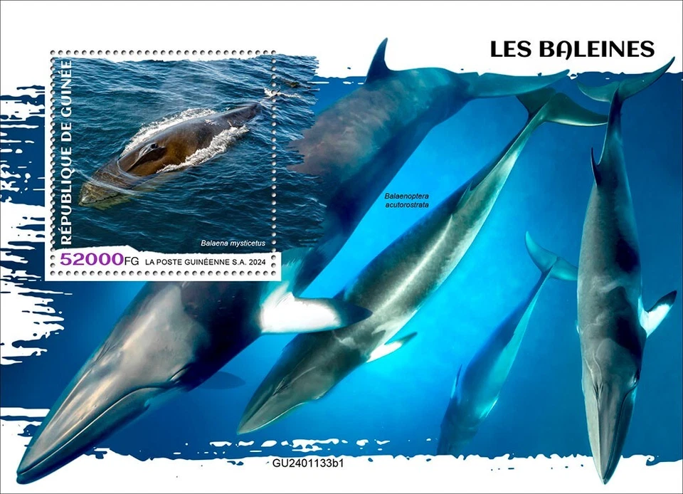 Киты марки Гвинея 2024 как новые без наклеек и следов - Изображение 1 из 1