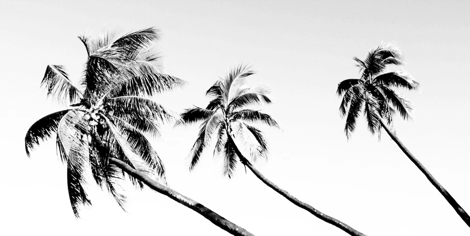 large Andy Baker Australia Tropical Palm Tree Island Canvas print - Image 1 of 4