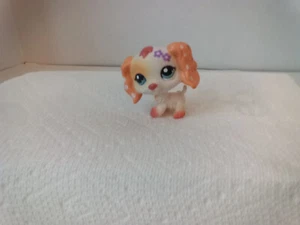 Littlest Pet Shop~#1615~Cocker~Dog~Orange White~Blue Eyes~From Pinwheel & Daises - Picture 1 of 3