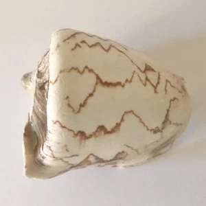 Voluta Nobilis Large Seashell Shell Conch 5.5 inch Mountain Wave Pattern - Picture 1 of 8