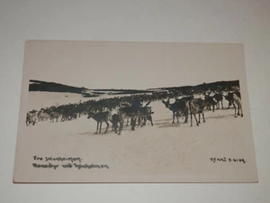 JOTUNHEIMEN NORWAY - OLD REAL PHOTO POSTCARD - REINDEER HERD - Picture 1 of 2
