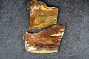 Petrified Wood - 2 Slabs - Oregon -  5.6  Ozs - Lapidary - Crafts - Collector - Picture 1 of 14