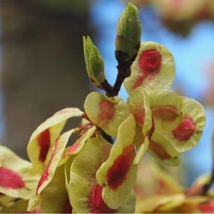 5 Seeds Ulmus Campestris, Field Elm - Picture 1 of 2