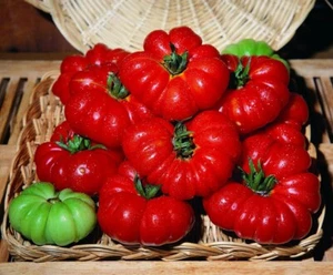 Tomato (Costoluto Fiorentino) 270+ Seeds Instructions Included x - Picture 1 of 5